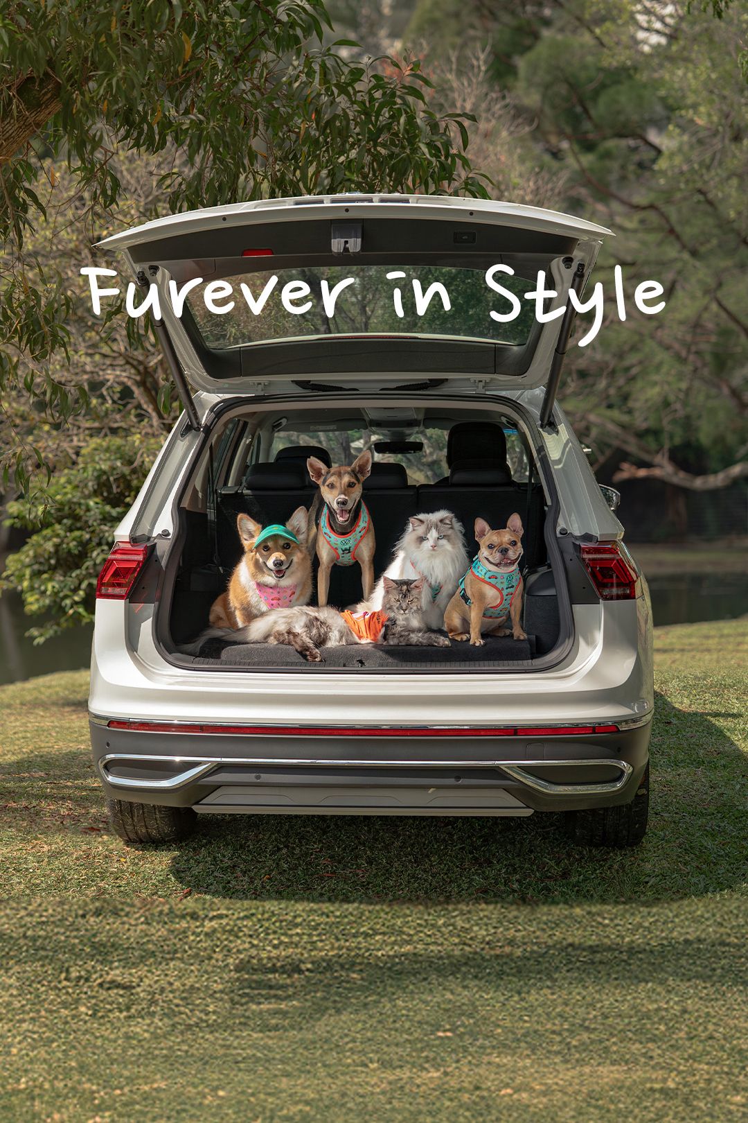 A group of pets decked in VW pet merch posing in a VW car